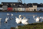 Swans Galway City by Chaosheng Zhang